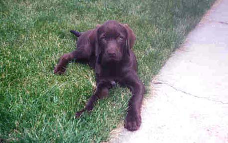 Cedarwoods Dusty Rose at 10 weeks.
Dusty can be seen on the "Past Breeding Stock" page as an adult and throughout our photo gallery as a hunting dog.  Dusty's intellegent search may have produced more game than all our other dogs year after year.  She also earned a NAVHDA Prize I in both NA & UT before her first birthday.