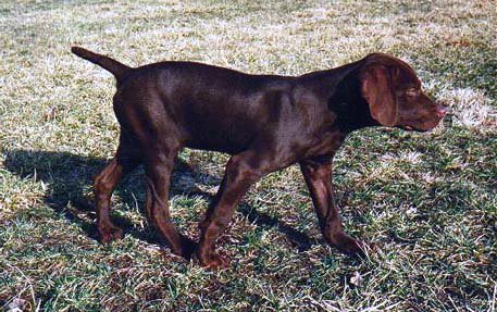 Cedarwoods Northern Star (aka Razr) pointing at 10 weeks old.
Razr can be seen as an adult in the "Past Breeding Stock" page. This pup grew up to earn 110 points in NA and 201 in UT.
