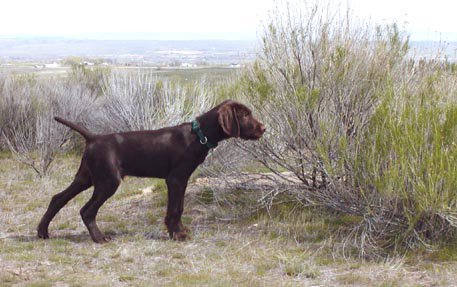 12 week old Cedarwoods Just Do It (Hoby) pointing a planted chukar at a NAVHDA training day.    Hoby earned a NAVHDA Prize I in NA & a Prize I in UT.