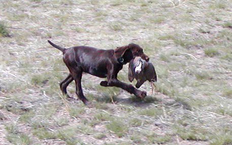 Cedarwoods Just Do It (Hoby) retrieving the chukar from the previous pictures pointer bird.