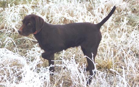 14 week old Cedarwoods Neon Playgirl (aka Tatr).
Tatr can be seen as an adult on the "Past Breeding Stock" page and throughout our photo gallery as she is very camera friendly during hunting season.  Tatr grew up to earn both a Prize I in NA & UT.