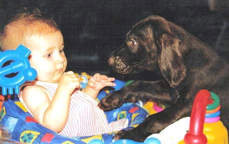 Grandpa's pride and joy, Josee Littrell, starting the training of 6 week old Cedarwoods Zinfindel (aka Zin).    Zin can be seen as an adult dog under the "Past Breeding Stock" page.  Zin & Tukr are full brother/sister; check out the pedigree's on these 2 dogs (27 out of 28 NAVHDA Prize I NA dogs on the pedigree).