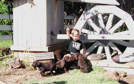 Socialization time at the kennel with youngsters.  Our socialization program is the pride of our kennel.