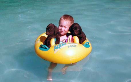 Little boys and puppies in the pool on a hot summer day; how can it get any better than this ????