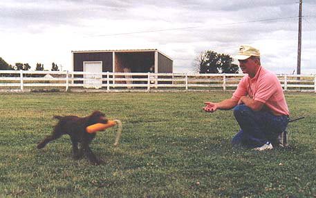Bob Farris (many years ago) working with 10 week old Cedarwoods Northern Star (aka Razr) during an early retrieving drill.  PP's are the most natural retrievers of all the versatile breeds. In today's world 20 years later there would be 40 foot trees along that white fence.
