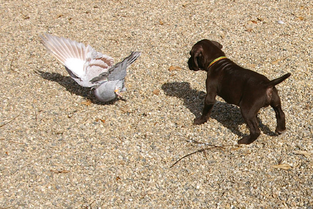This is a 6 week old Cedarwood puppy pointing a homing pigeon whose wings have been double locked.  The sequence continues on the next 3 pictures.