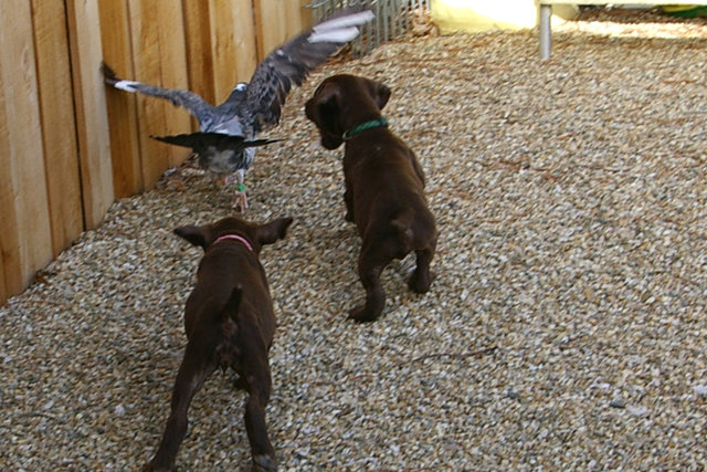 The chase is on as the bird has been release to fly and if this guy gets his mouth any more open he may swallow that entire bird.