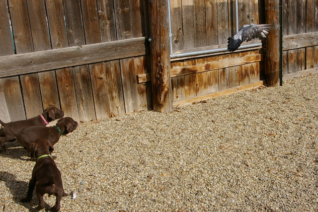 The bird is getting airborn and headed for the nearest exit from the puppy pen.