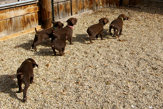 The entire litter watches as the bird clears the fence to safety.  These photos demonstrates the prey drive seen at a very early age (6 weeks) in our Cedarwood line of Pudelpointers.