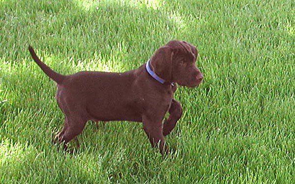 A very young Cedarwoods First Offense (aka Tukr) shows early promise for our kennels breeding program.  Tukr is now 13 years old and his offspring are now being tested in NAVHDA's natural ability & utility tests throughout North America.   He has produced 88 Prize I pups out of 106 tested.  That computes to 83% of his offspring earning Prize I's.  He has also produce 4 NAVHDA Versatile Champions.  Tukr can be seen throughout our photo gallery as an adult dog hunting all the gamebirds.