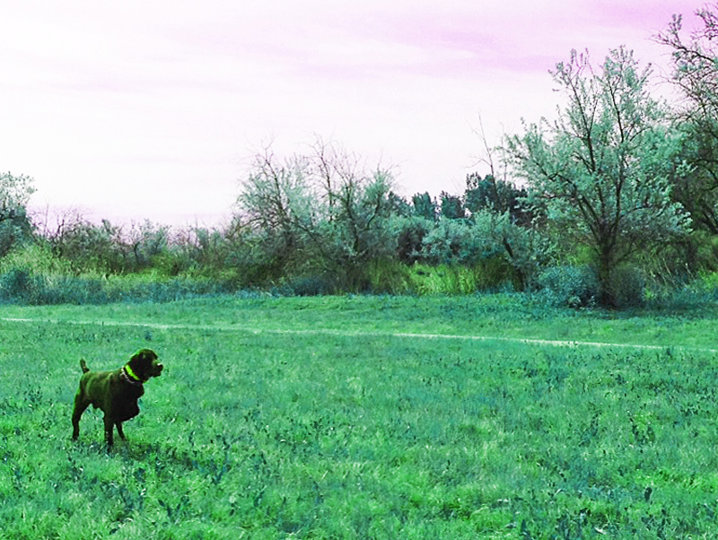 Hidden Acres Atlas (aka Romo)has produced many of the Pudelpointer breeds outstanding dogs.  Having a NAVHDA Utility perfect 204 PRZ 1 sets the stage for his progeny report which is nearly as high as Cedarwoods First Offense (aka Tukr). Romor earned that 204 with training and help hadling Romo by my 10 year old grandson Hunter Farris when Romo was 2 yrs old. This training picture is at the swamp with Romo more than 40 yards off a planted bird.