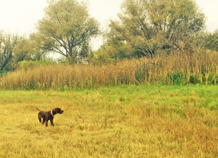 Cedarwods Top Illusion (aka Rangr) was one of Hidden Acres Atlas (aka Romo) best female products; Rangr had that stare-you-down pointing intensity coupled with an extremelly long nose.