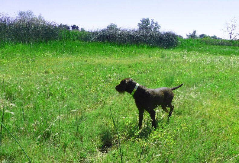 Watching Cedarwoods Image of Tukr (aka Deizl) work a field is a sight very few avid uplanders have enjoyed.  His Father, Cedarwoods Jumping Jack (aka Jack), and grandfather Cedarwoods First Offense (aka Tukr) put on the same stellar performance when working planted birds in a training field.  They all three ramp up the search when on wild birds.