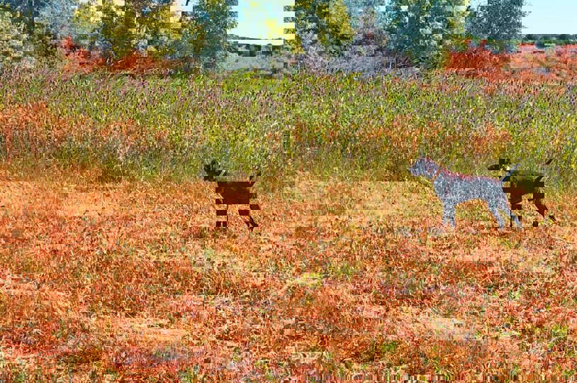 I purchased Killbucks Private Reserve (aka Winstn) from Bill Athens in Ohio as a potential future stud dog for our Cedarwood Kennel.....His pedigree is rich with the best of the best from both America and also the Czech Republic.  Frank Schmidt is Cedarwoods current gun dog trainer and did a fantastic job training Winstn to be the absolute best trained gun dog I have ever seen.  I will never know if it is the dog or Franks everyday committment to training, but this dog is an absolute sensation