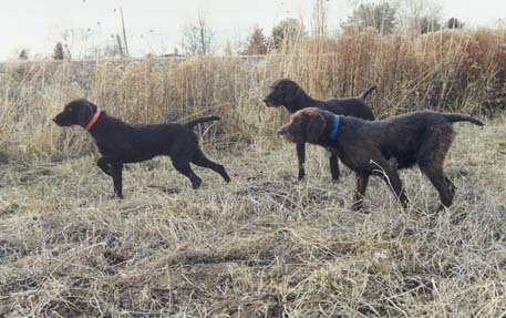 Having the capability of training on planted birds at our Cedarwood Kennel facility in Boise allows for demonstrations to clients as to our dogs performance capabilities.