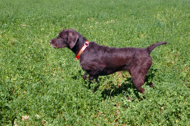 Cedarwods Quick Release (aka Jessie) working wild pheasants before the season opener in one of Idahos alphalfa fields.  Jessie is responsible for many of todays top pudelpointers and when ever his name appears on a pedigree the serious Pudelpointer breeders take note.  Breeders, in the know, look for this dogs name and rejoice when ever it appears.