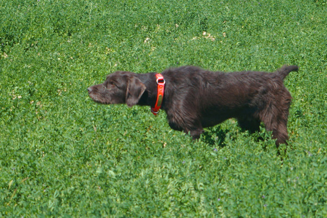 Another picture of Cedarwoods Quick Release (aka Jessie) working on wild pheasants just prior to the season opener.  Here you can see the intensity of this dog as he has zeroed in on a wild rooster.