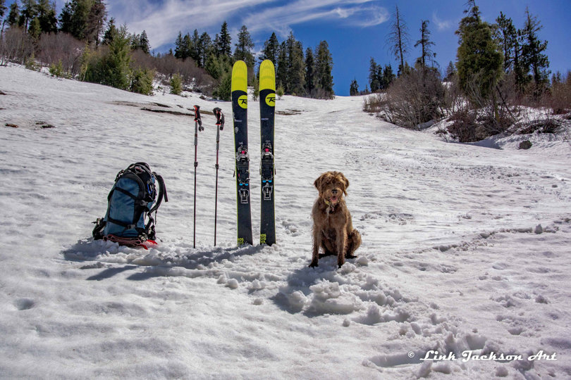 Winter training to ride on the back of the skis is a must for a complete Idaho recreation dog.  Here Cedarwoods Skies the Limit (aka) Hatch patiently awaits the trip down to the truck with Link.
