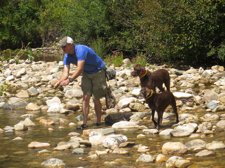 This is some of the best "whoa" training one can do as when a trout attacks the dry fly it is "game on" for the dogs and complete steadiness require to land this trout.