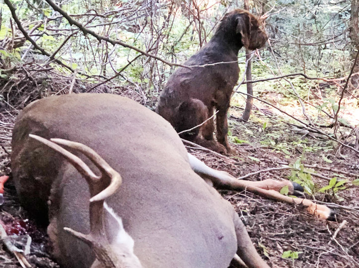 Blood track training should be a must for big game hunters; especially archery hunters owning a Pudelpointer.  This Idaho Whitetail Buck was tracked and recovered by a 9 month old Cedarwood PP.  My book (BREEDING AND TRAINING VERSATILE HUNTING DOGS FOR HUNTING AND HUNT TESTS) has a chapter dedicated to blood track training.