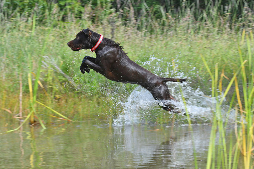 This six month old male pup out of Hidden Acres Atlas (aka Romo) has his Fathers enthusiasm in the water for sure.  Dogs like this are what make training days extra special and enjoyable.