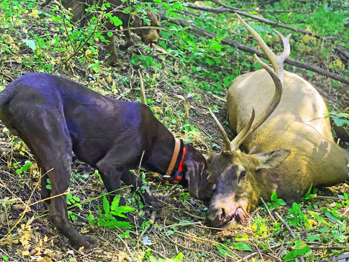 This Idaho 6 point bull elk was recovered by the Pudelpointer pictured following a short blood track.  Check out the training procedure for blood track training in my book: BREEDING AND TRAINING VERSATILE HUNTING DOGS FOR HUNTING AND HUNT TESTS.