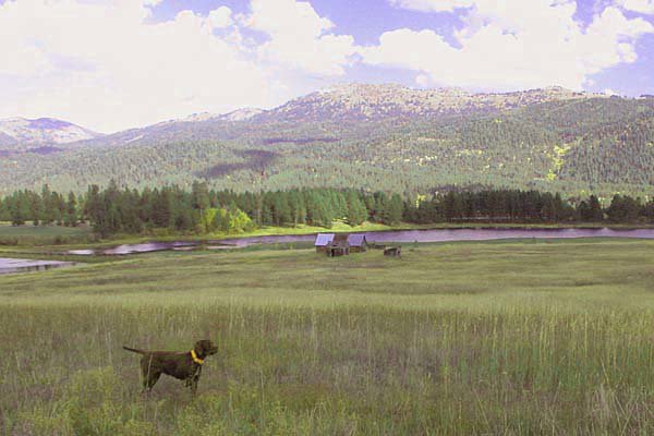 One of my fondest dogs of all time was Prairie Trouts Calendar girl (aka zoey).  A good amount of the chukar hunting picture on this website in the Photo Gallery page on Chukar Hunting or the slide show of Chukar Hunting with Pudelpointers are of Zoey as she was my go to dog on most chukar hunts.  She loved these big training meadows in McCall just about as much as I did.