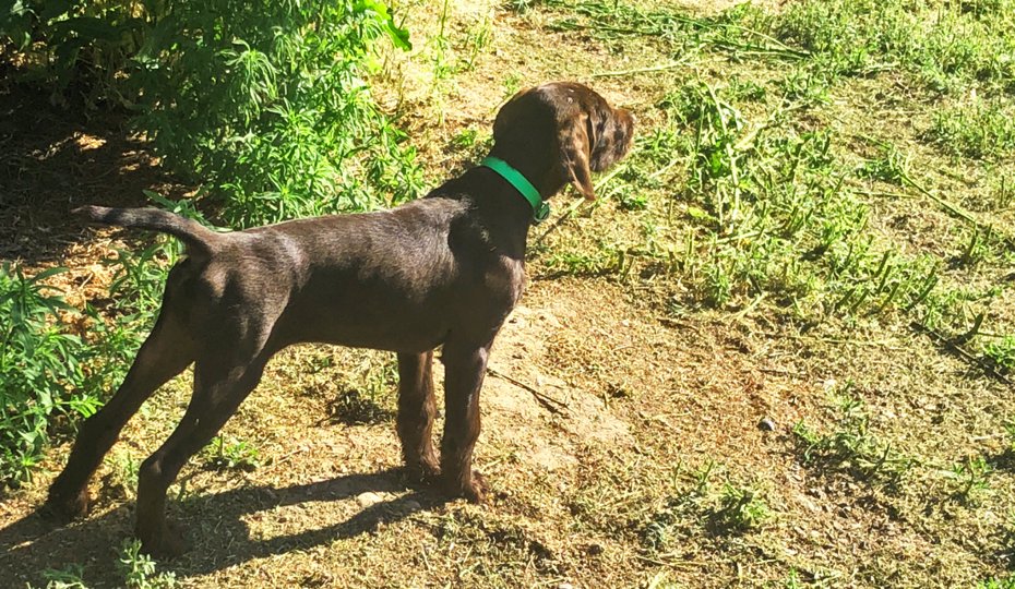 Cedarwoods Sonyk Boom (aka Sonyk) has the pedigree all pudelpointer breeders long for...both Mother & Father a NAVHDA Utility PRZ 1 performer.  At 12 weeks old and all the way from Minnesota, Sonyk shows the value of having top shelf parents.
