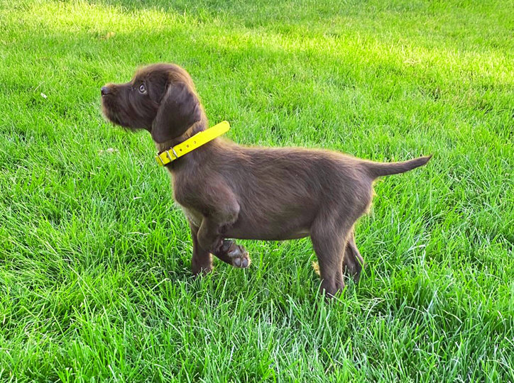 North Texas Calendar Girl (aka Lexie) has parents also where both Mother & Father have  earned a NAVHDA Utility PRZ 1.  The is a mountain of promise in this youngster as you can see at 10 weeks old and purchased from Stephen Lundy in Texas.