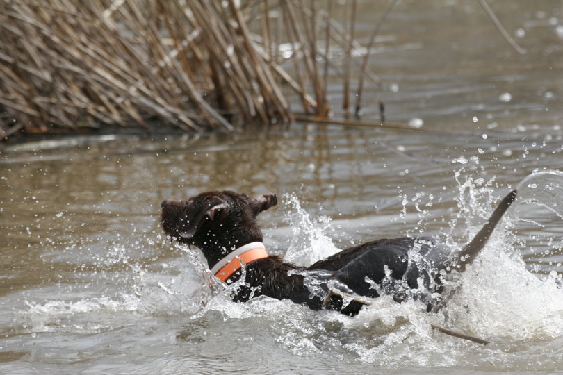 Duck search training is possibly the most exciting when you have enthusiasm like Dixi gives.