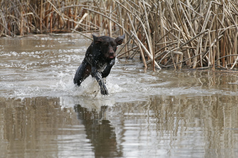 Loving seeing this prey-drive in the water like Dixi has. It has taken many generations of breeding Pudelpointers to acquire this high end water retrieing and most credit has to go to Dixis Father, Cedarwoods First Offense (aka Tukr).