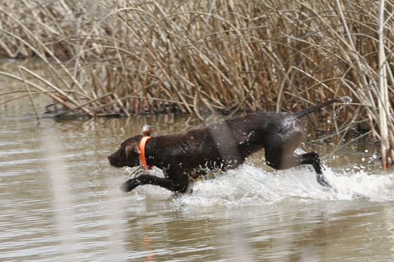 Once she gets into her duck chase after locating Daffy the excitement gets explosive until the duck dives and swims off underwater into a new location and usually in cover..