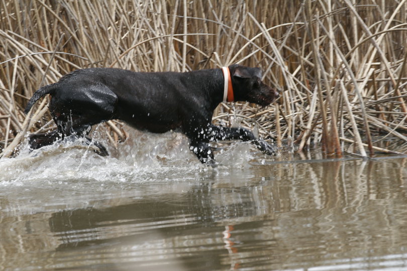 Working the edge of cover and attempting to catch scent where the duck may have entered is what eventually begins to happen once our student realizes her search has to be with her nose and not her eyes to find success.