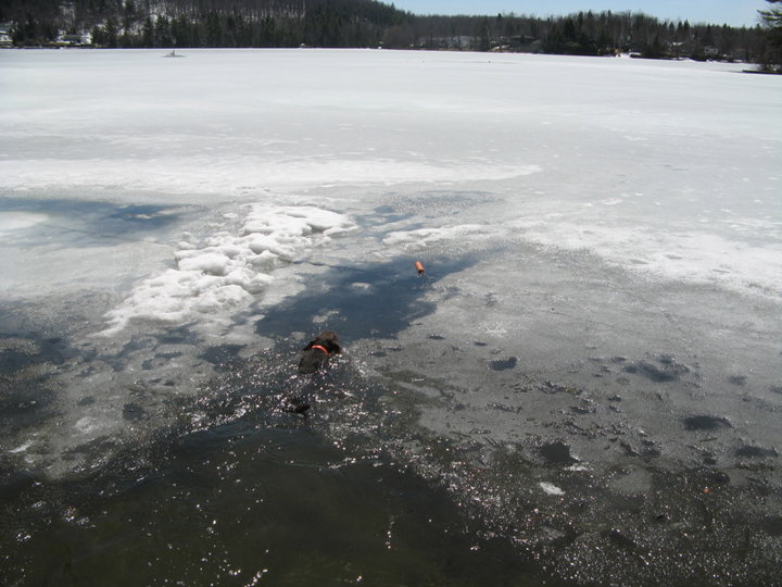 Cedarwoods Daunting Spirit (aka Duffy) demonstrated his love of water at 5 months old retrieving a dummy some 20 plus yards while breaking ice all the way to the dummy.  As an adult Duffy made countless retrieves that took him to the opposite bank of the 200 yard wide Snake River during January waterfowl hunts.