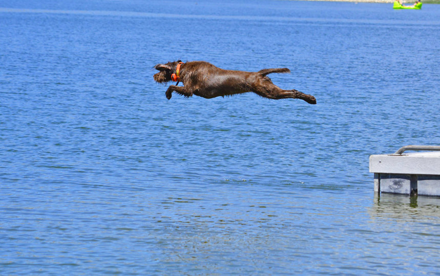 Prairie Trouts Rambuncious inherited her father, Hidden Acres Atlas (aka Romo) water entry for sure.  This  is the eager fervor every avid waterfowlers wants in their retriever.