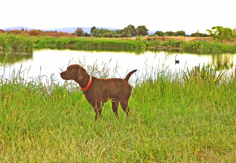 Cedarwoods Quick Release (aka Jessie) located his duck during duck search training after the duck had snuck off onto land and put this stellar point of the duck on the opposite side of the training pond.