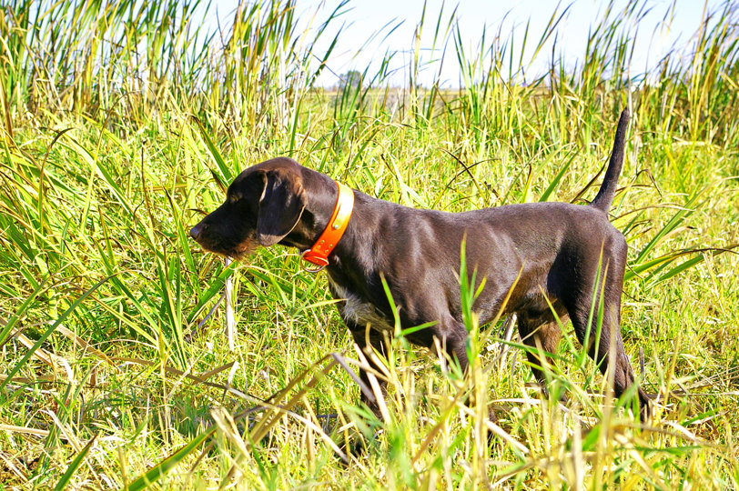 Cedarwoods Jumping Jack (aka Jack) was always one of the best training students I have ever seen.  His  natural pointing intensity, retrieving prowess, and extremely strong nose always made him a delight in a training session.