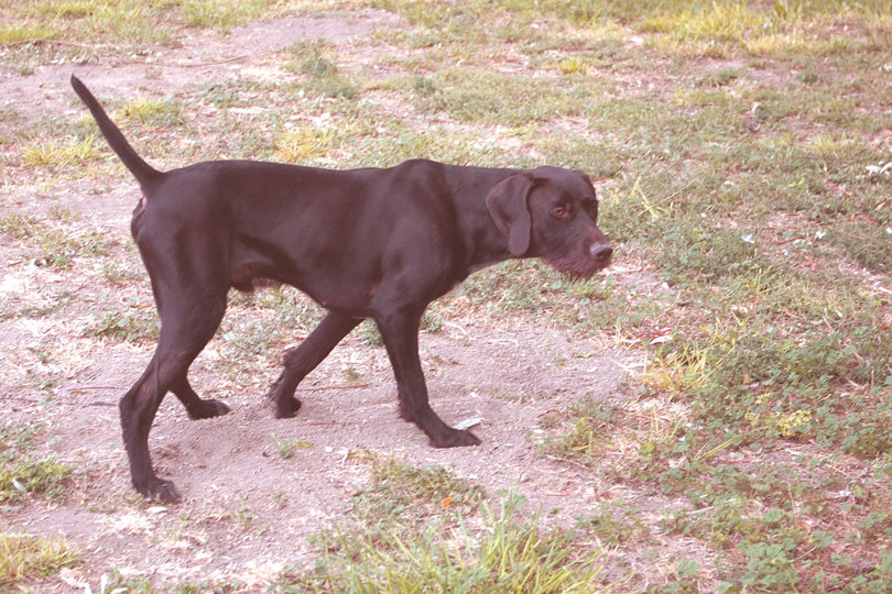 Cedarwoods Jumping Jack (aka Jack) showing off his pointing intensity and strong nose where a launcher with a pigeon had been sitting some 30 minutes prior. I walked to my truck and returned with a camera to find him still poised for a hopeful flush.