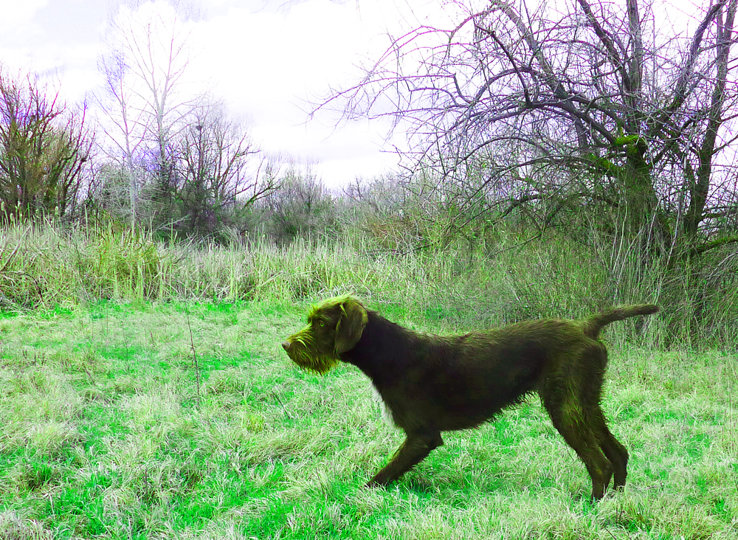 Cedarwoods Rerun (aka Junior) shown here during NAVHDA Natural Ability traing went on to earn a NAVHDA Utility PRZ1.  Both of Juniors parents Cedarwoods EZ Top and Cedarwoods Pin Up Playmate) were also NAVHDA Utility PRZ 1 performers.  Genetics seldome lie ??