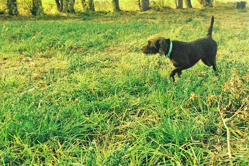 Cedarwoods Devine Playmate (aka Tule) during training at our Cedarwood Kennel facility in Boise.