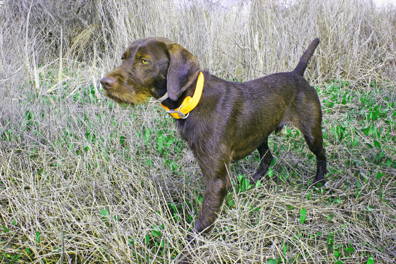 Cedarwoods Adventure from Tukr (aka Teagn) for sure inherited her father, Cedarwoods First Offence (aka Tukr), pointing intensity and style.  She was created fro Tukr s frozen semen years after his passing.