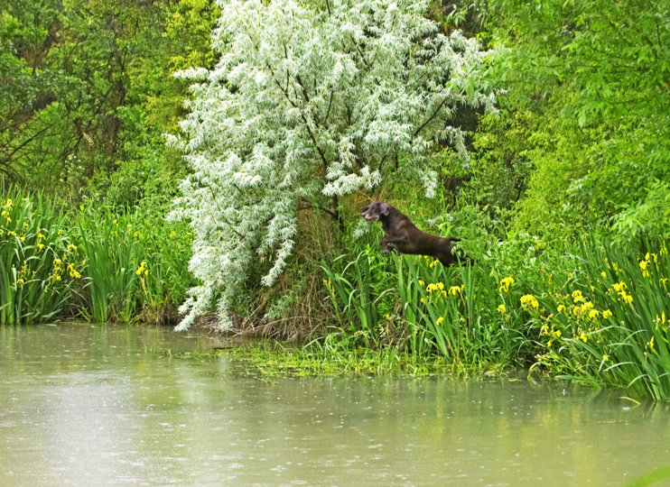 When the entry for a duck search in NAVHDA Utility training begins like this, one expects to see very favorable results.  Cedarwoods First Offence (aka Tukr) had only one way to enter the water.