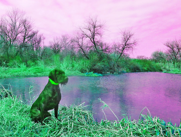 Training for the NAVHDA Utility test requires a nonslip retriever at all the water portions.  Here Lord Ze Strazistskych Lesu (aka Czar) is patiently waiting for a release while honoring other dogs water retieves at our swamp training property.