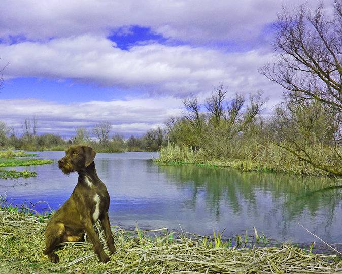 Cedarwoods Aces High (aka Creightn) is pictured in training for his NAVHDA Utility test at our swamp training property.  Creightn went on to earn a NAVHDA Utility PRZ 1.