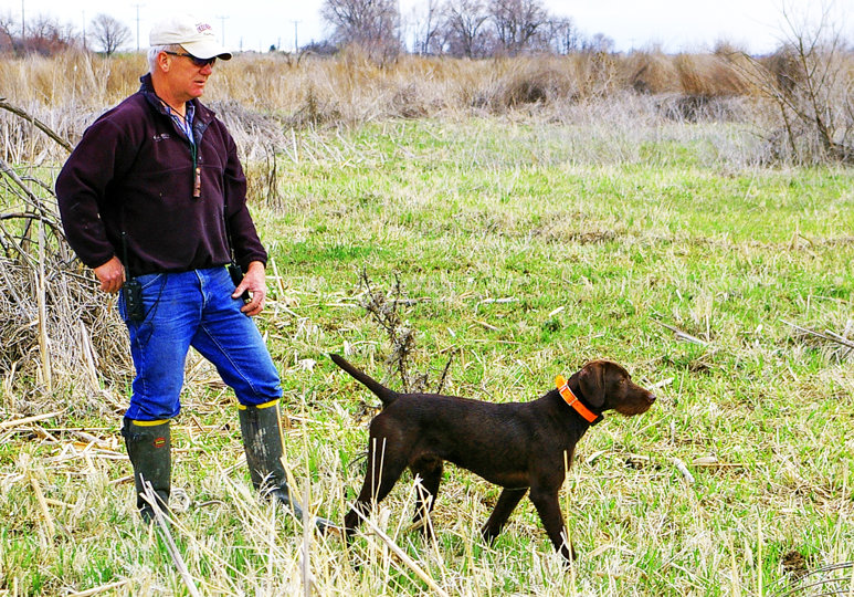 Training Cedarwoods Prince From Zoey was a toatal delight; he earned a NAVHDA Uti;lity Prz 1 with a perfect 204 score.