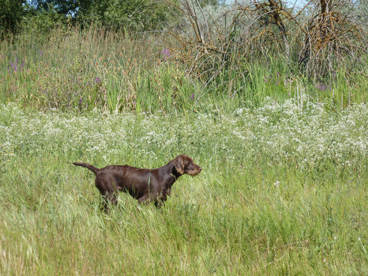 Cedarwoods Major Impact (aka Arti) training at George Decostas ranch property for her NAVHDA Utility test.
