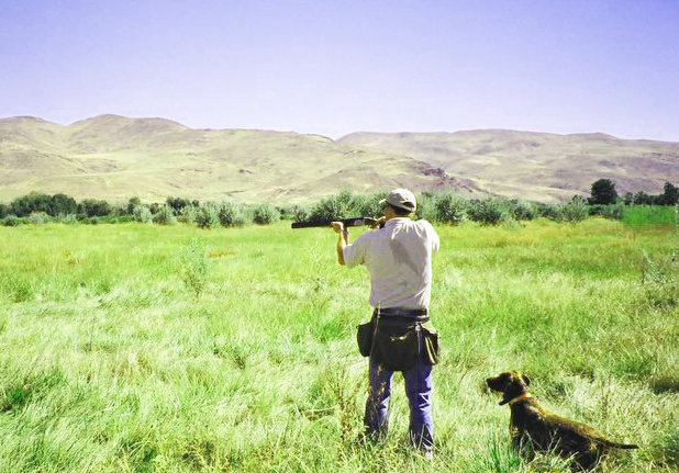 The most favorable training and closest to actual hunting is shooting planted birds with steady to flush, wing, shot, and fall expectations.  Getting it done here.