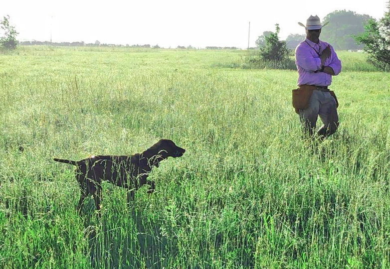 Ronnie Smith of Smith Training Kennels in Oklahoma sent me this picture of a Pudelpointer he was training for a client I had previously sold a pup to.
