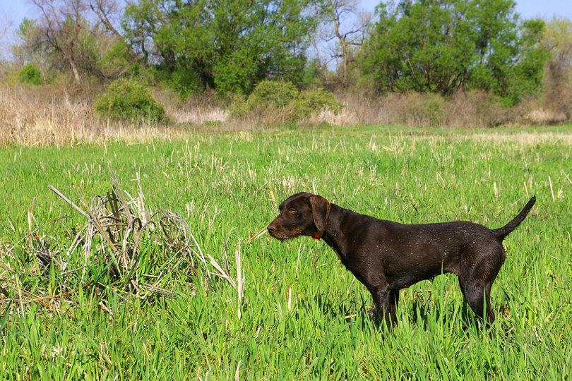 Cedarwoods A Cup Playmate (aka Dixi) was my grandson Bretts pride and joy.   Many a mallard fell prey to these two. She had her father, Cedarwoods firt Offence (aka Tukr) to thank for all her redeaming qualities, both in the field and in the house.  She was my "Dixi Chick" for 16 years.