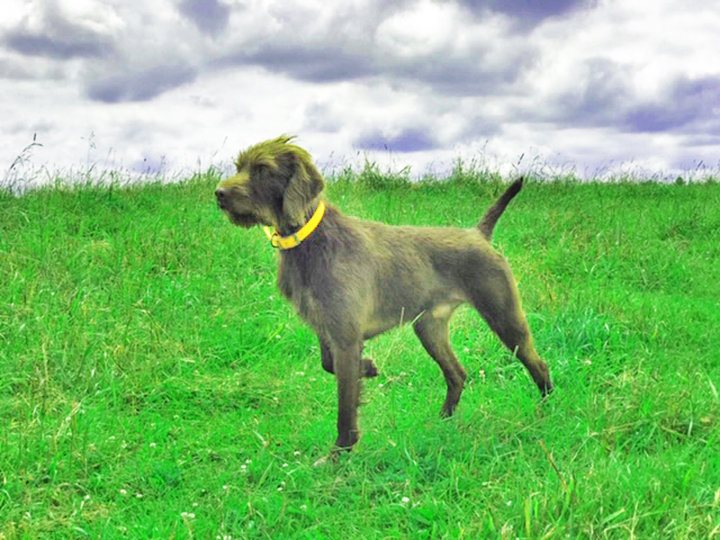 Cedarwoods Essence of Tukr (aka Rugr) was trained for his NAVHDA Utility test by Clyde Vetter at Sharp Shooter Kennels in Wisconsin to a Utility PRZ 1.  We acquired Rugr back due to a family situation of the owner.....What a wonderful addition to our stud dog list and being out of Hidden Acres Atlas (aka Romo) was a bonus for sure.  Picture taken by Clyde Vetter in Wisconsin.